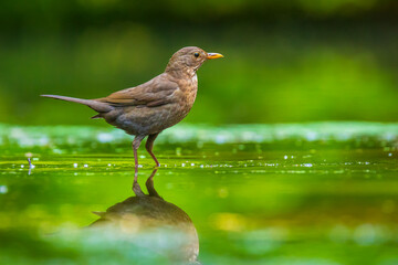 Closeup of a Common Blackbird female, Turdus merula washing, preening, drinking and cleaning in water.