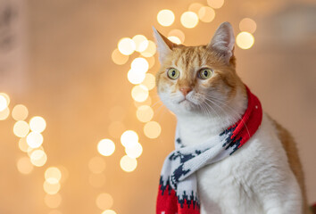 cat wearing christmas scarf with bokeh lights on background