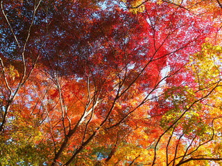 紅葉したモミジの背景素材