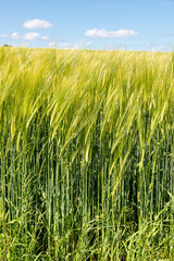 Obraz premium Barley in June near the Cotswold village of Yanworth, Gloucestershire UK