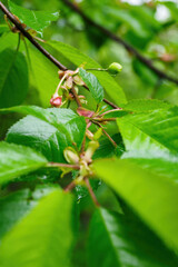 Green fruit cherries on a tree with green leaves.