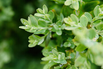 Tiny drops of water on the leaves of the buxus after the rain.