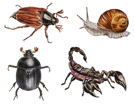 A set of scorpion, snail, maybug, scarabaeus on white background. Watercolor. Illustration. Hand drawn. Template.
