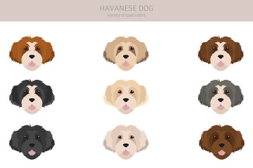 Havanese dog clipart. Different poses, coat colors set