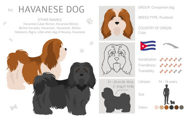 Havanese dog clipart. Different poses, coat colors set