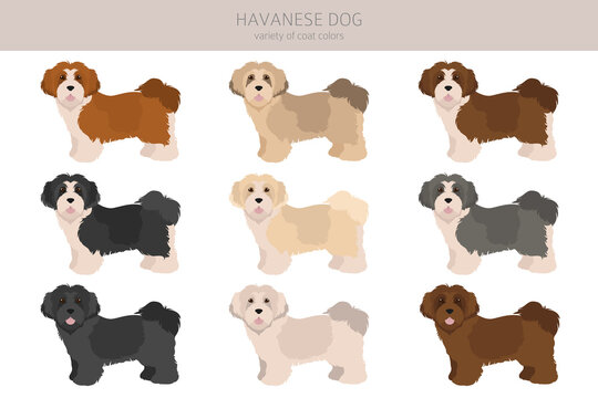 Havanese dog clipart. Different poses, coat colors set