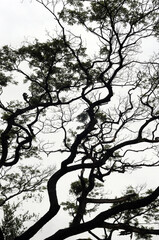 Fototapeta na wymiar silhouette of a tree with roots