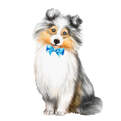 Watercolor illustration of a white-black dog Sheltie breed. Sheltie dog, pet, animal, friend, dog breed, furry dog 