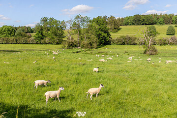 Fototapeta premium A field of sheep in June near the Cotswold village of Fossebridge, Gloucestershire UK