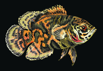 Drawing tiger oscar fish, art.illustration, vector