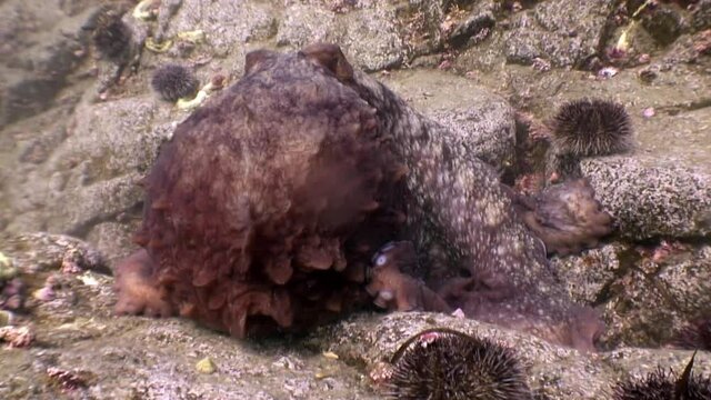 Wild octopus swimming underwater in mediterranean sea. Octopuses at seabed. One octopuss at the sea. Wild Octopusess