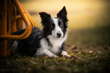 Border collie dog black and white portrait