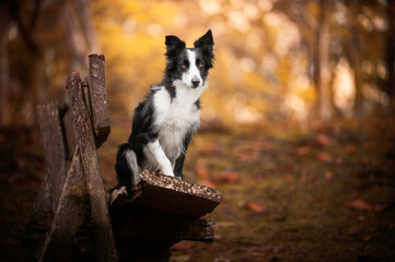 Fototapeta premium Border collie dog black and white portrait