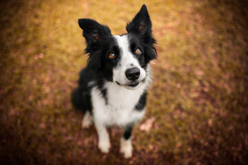 Border collie dog black and white portrait