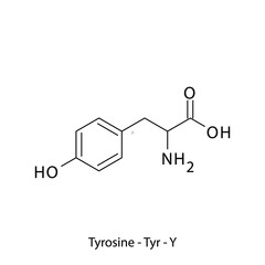 Tyrosine - Tyr - Y - Non Essential Amino Acid simple skeletal formula and structure vector illustration, EPS 10.