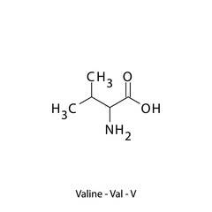 Valine - Val - V - Essential Amino Acid simple skeletal formula and structure vector illustration, EPS 10.