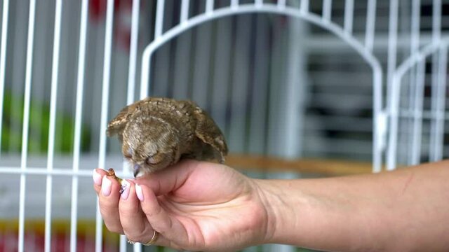 An owl, tamed at home, flies to a man's hand from a cage, flaps its wings and eats a zoophobus worm. Feeding domestic owls. Owlet.