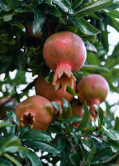 Pomegranate fruits grow on a pomegranate tree in the garden. Pomegranate fruit close-up.