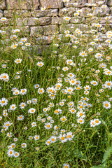 Oxeye daisies flowering in June beside a dry stone wall in the Cotswold village of Winson, Gloucestershire UK