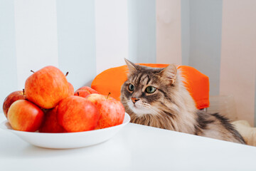 Gray fluffy funny cat sitting at the table and looking at food. Curious green-eyed pet and apples...
