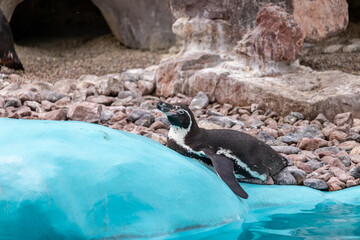 The Humboldt Penguin (Spheniscus humboldti) rests on a rock by a turquoise pool
