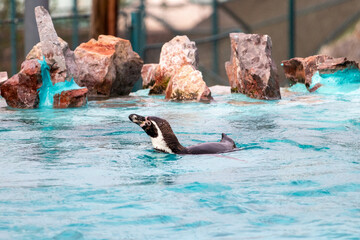 A Humboldt penguin (Spheniscus humboldti) swims in the turquoise water of a pool at the zoo.