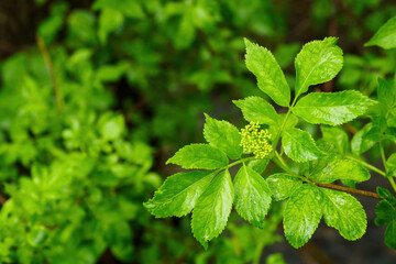 Fototapeta na wymiar White elderflower buds with green leaves.