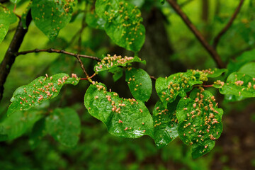 Outlets on green leaves in nature.