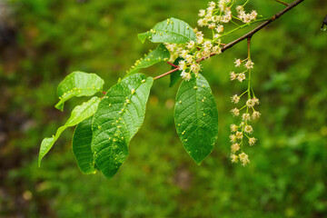 Outlets on green leaves in nature.