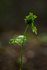The upper part of the coiled green fern leaf.