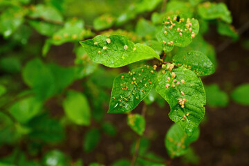 Outlets on green leaves in nature.
