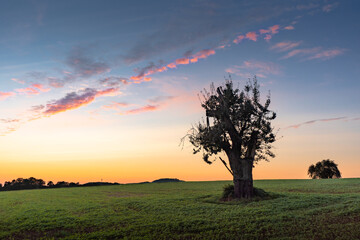 Fototapeta na wymiar Silhouette eines Feldbaums gegen den farbenfrohen Sonnenuntergangshimmel, Naturpark Stromberg-Heuchelberg, Baden-Württemberg, Deutschland