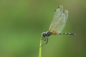 dragonfly on a green leaf