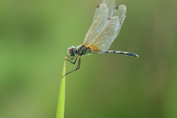dragonfly on a leaf