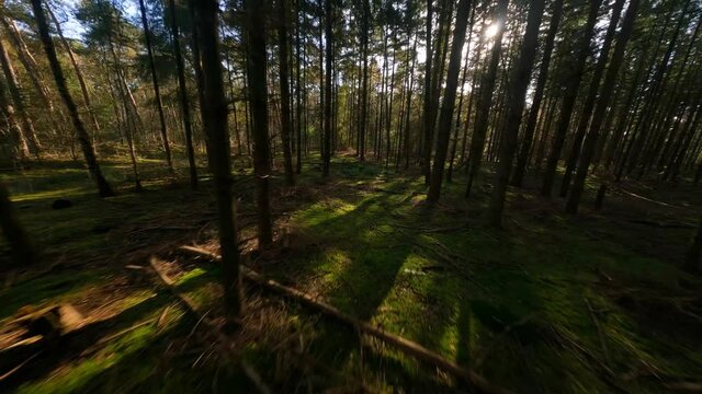 Forrest flying through fpv trees plants and green, old forrest aerial. foliage and green in autumn.