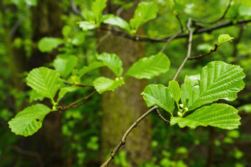 Fresh green alder leaves in nature.