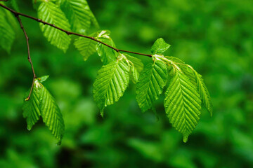 Fresh green habru leaves on a tree in the forest. 