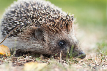 Young beautiful hedgehog in natural habitat outdoors in the nature