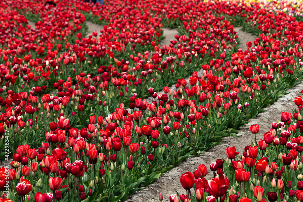 Wall mural Beautiful and colorful flowers in spring with tulips in The Netherlands