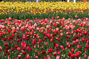 Beautiful and colorful flowers in spring with tulips in The Netherlands