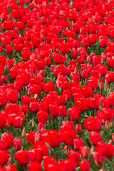 Beautiful and colorful flowers in spring with tulips in The Netherlands