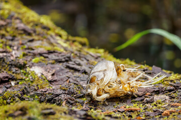 The remains of a gnawed fish skeleton on a tree trunk. 