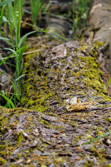 The remains of a gnawed fish skeleton on a tree trunk. 