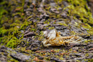The remains of a gnawed fish skeleton on a tree trunk. 