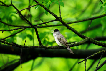 Sylvia atricapilla - black-headed foam - singing male on a branch.
