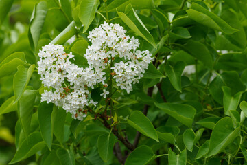 White lilac flowers on a tree with green leaves. 