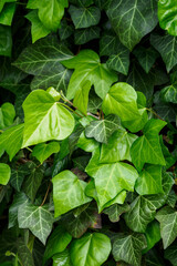 Fresh green ivy leaves of the plant. 