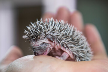newborn hedgehog in his arms
