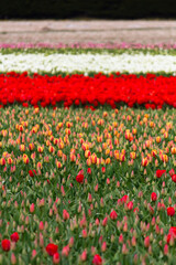 Beautiful and colorful flowers in spring with tulips in The Netherlands