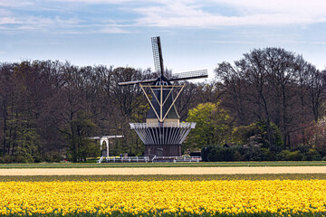 Beautiful and colorful flowers in spring with tulips in The Netherlands